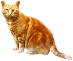 Des écrivains parlent des chats
