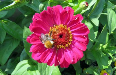 fleurs et bébètes 