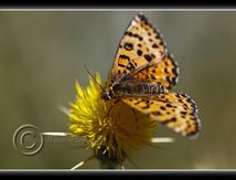 Mélitée orangée ou Damier orangé (Melitaea didyma ou Didymaeformia didyma) - Nymphalidae