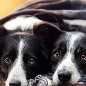 Chiens puppies 29 - Dessins/Images coup de coeur