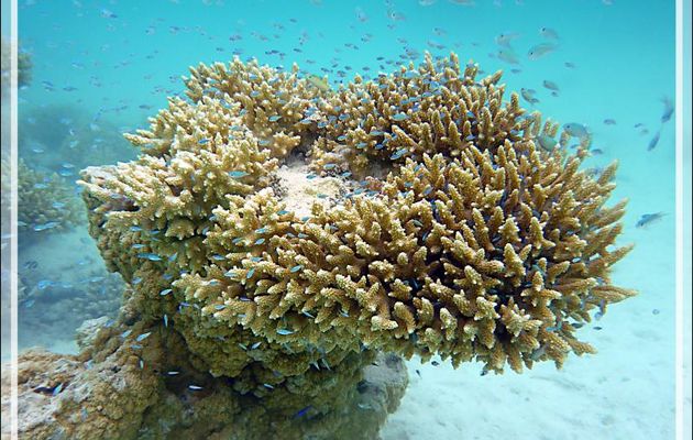 Corail Acropore : foyer pour jeunes Demoiselles Chromis bleu-vert - Lagon bleu - Atoll de Fakarava - Tuamotu - Polynésie française