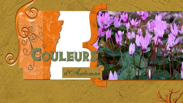 Mini-Cyclamens .. Maxi-Effet !! 