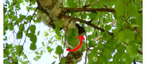Pas de pigeonneaux, un merle - No squab, a blackbird