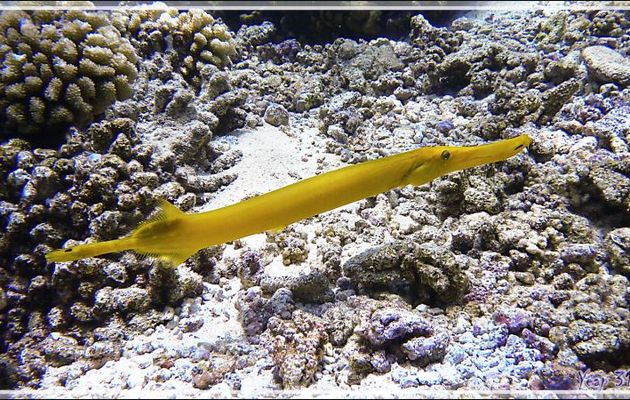 Poisson trompette forme jaune, Chinese trumpetfish (Aulostomus chinensis) - Passe Tumakohua (passe sud) - Atoll de Fakarava - Tuamotu - Polynésie française