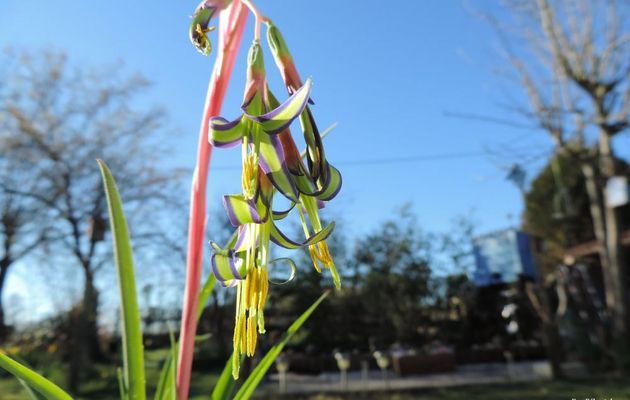 une fleur magnifique : le billbergia nutans