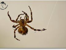 Epeire diadème femelle au bain...