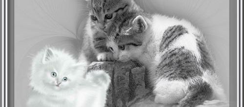 Les chats .