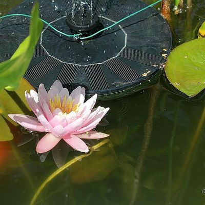 Le nénuphar adore !