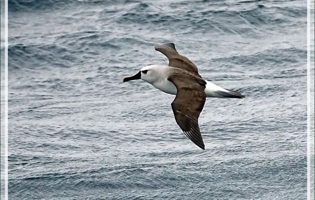 Albatros à nez jaune, Atlantic Yellow-nosed Albatross (Thalassarche chlororhynchos) - Gough Island - Tristan da Cunha