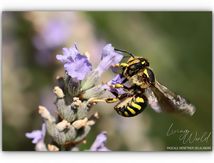 Anthidium florentinum
