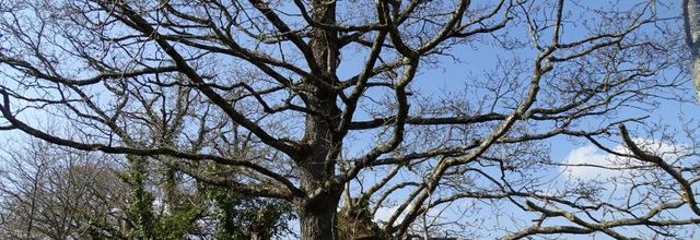 Gueule d'arbres sur le sentier du Bono 