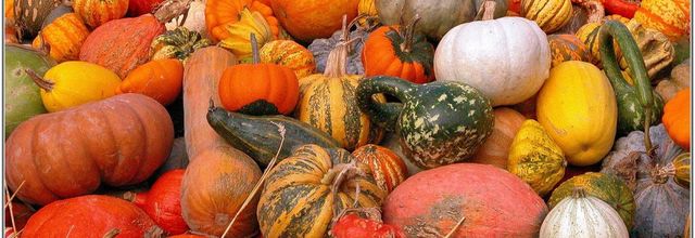 Cucurbitacées (1) - Cucurbitaceae