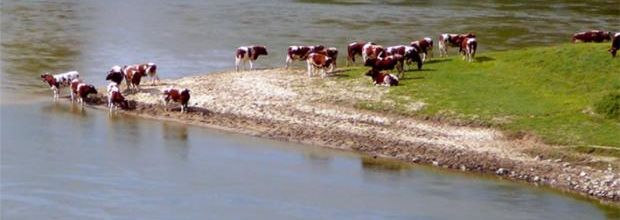 Île de Loire - La Loire's island