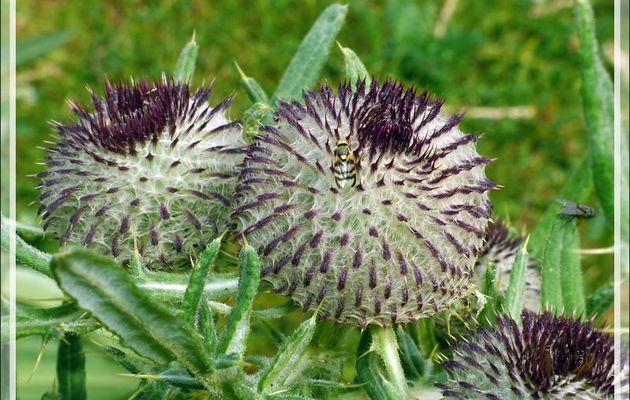 Cirse ou Chardon laineux (cirsium eriophorum) : qui s'y frotte s'y pique fort ! - Artiga de Lin - Es Bordes - Val d'Aran - Espagne