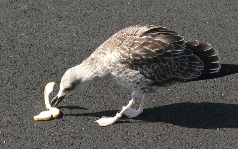 un bébé mouette ?