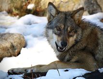Appel à la mobilisation contre le déclassement du Loup Gris