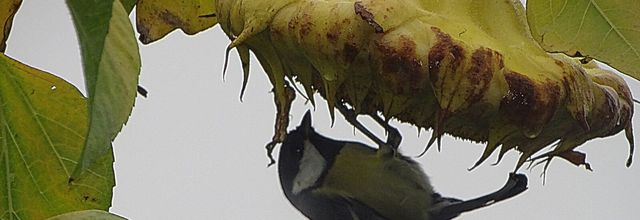 Météo toujours de la pluie!