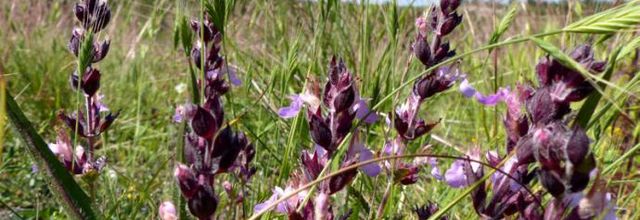 Teucrium chamaedrys  -  germandrée petit chêne