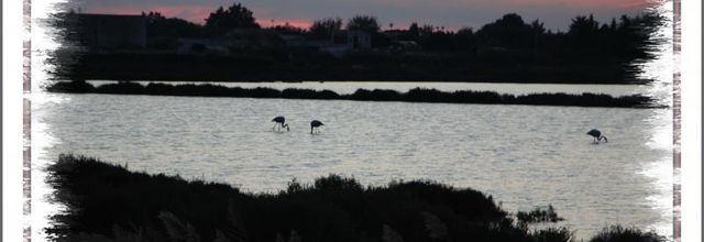 FAUNE CAMARGUAISE
