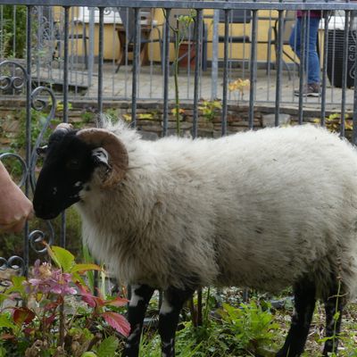 IRLANDE septembre 2025