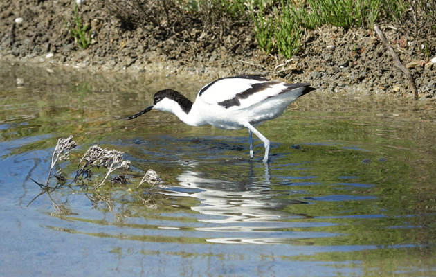 Animation .gif : Avocette élégante, Pied Avocet (Recurvirostra avosetta) - Ars-en-Ré - Île de Ré - 17
