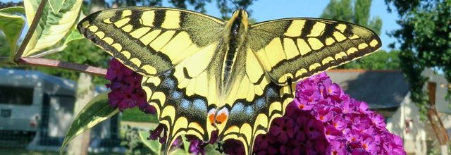 des papillons à voir 