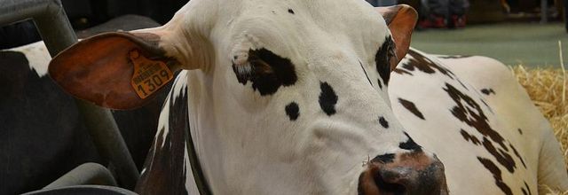 Salon de l'Agriculture 2014 : La Montbéliarde