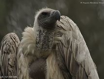 Portraits de Vautour africain - Gyps africanus - White-backed Vulture