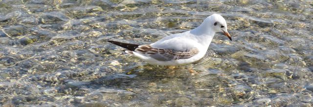 une mouette qui ...