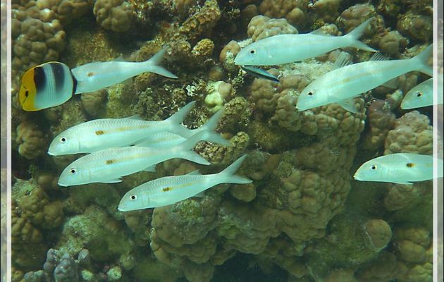 Rouget ou Capuciva à bande jaune, Yellowstripe goatfish (Mulloidichthys flavolineatus) - Motu Tautau - Taha'a - Polynésie française