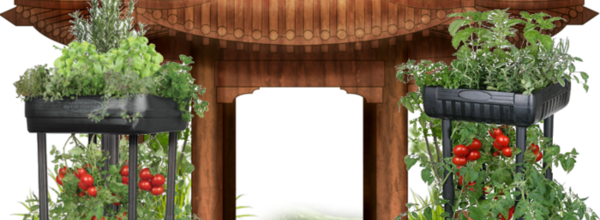 ❉ Chinese