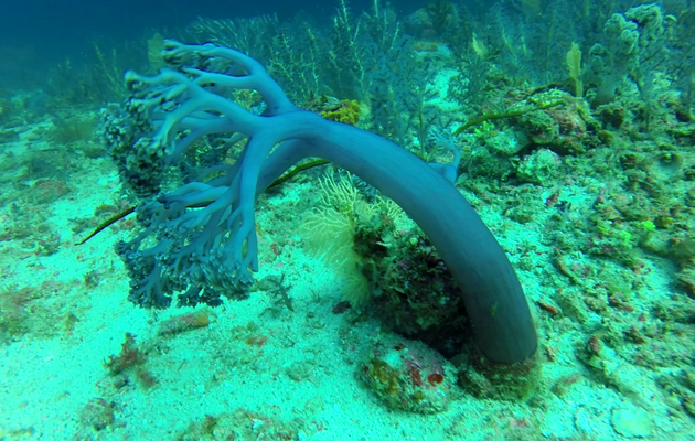 Dernière plongée du séjour au pays des Schtroumpfs bleus : coraux mous (Capnella sp.), Kenya tree coral, Broccoli soft coral - Spot Betalinjona (4 Frères) - Nosy Tsarabanjina - Mitsio - Madagascar