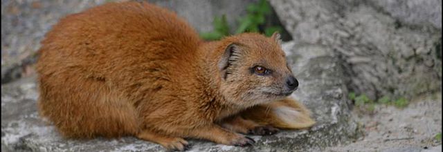 La Ménagerie, Zoo du Jardin des Plantes : Mangouste Jaune ou mangouste fauve