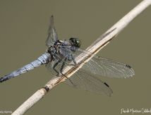 Orthétrum réticulé ♂ (Orthetrum cancellatum)
