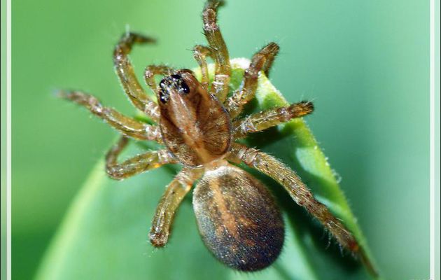 Araignée juvénile du type Lycose (Trochosa sp.) - Lartigau - Milhas - 31