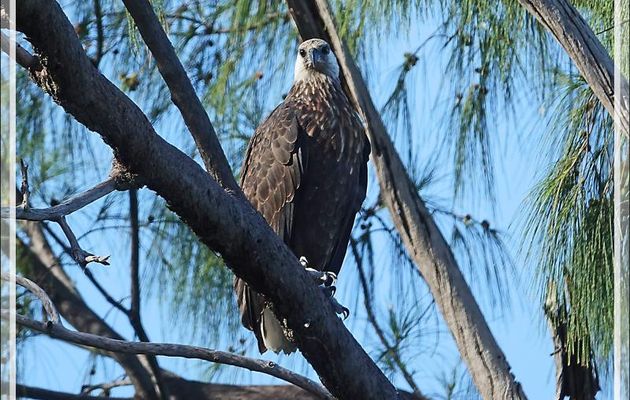 Pygargue de Madagascar, Ankoay, Madagascan Fish Eagle (Haliaeetus vociferoides) : et enfin un troisième oiseau, la femelle ? - Nosy Tsarabanjina - Archipel Mitsio - Madagascar