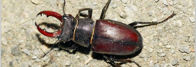 Lucane Cerf-Volant (1) - Lucanus cervus / Mâle
