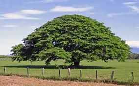 QUELQUES ARBRES DU COSTA RICA. 