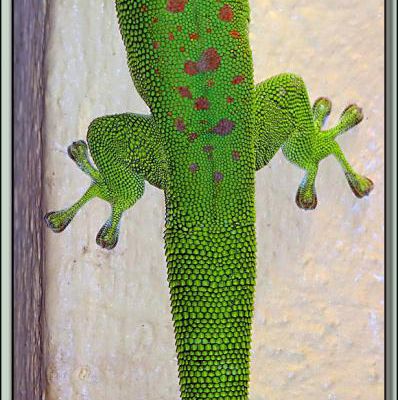 Gecko géant de Madagascar (Phelsuma madagascariensis grandis) - Nosy Sakatia - Madagascar