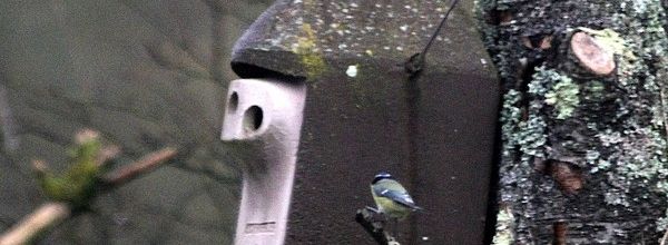 L'emménagement des mésanges bleues !
