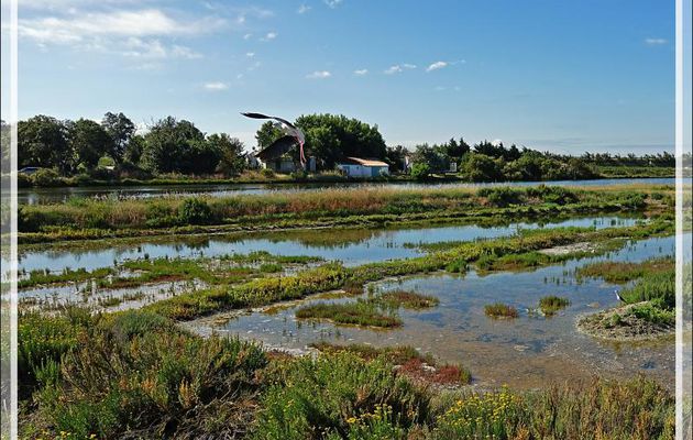 L’atterrissage de l’Échasse blanche - Ars-en-Ré - Ile de Ré - 17