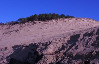 Une courageuse petite ganivelle sur la Dune du Pyla...