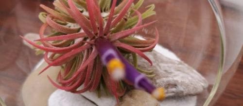 Tillandsia 