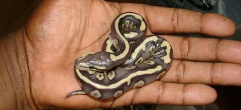 Fire mojave