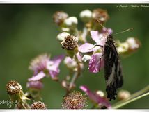 Siléne (Brintesia circe) - Nymphalidae