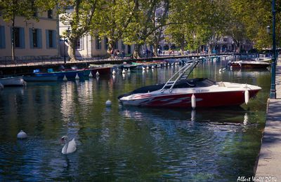 Annecy, toujours des fleurs ou presque...