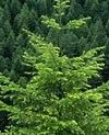 Le sapin  1 janvier -9 janvier, 2 juillet  11 juillet