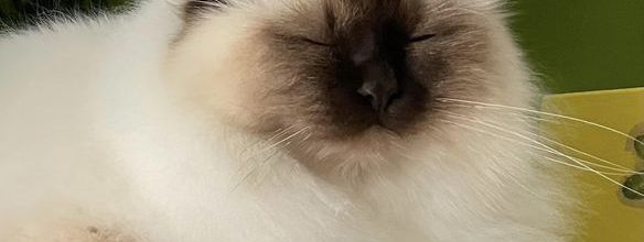Le chat 