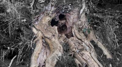 L’arbre a l’odeur de la terre