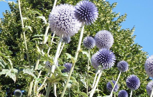 de jolies fleurs !